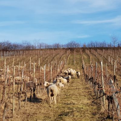 Schafe im Weinberg